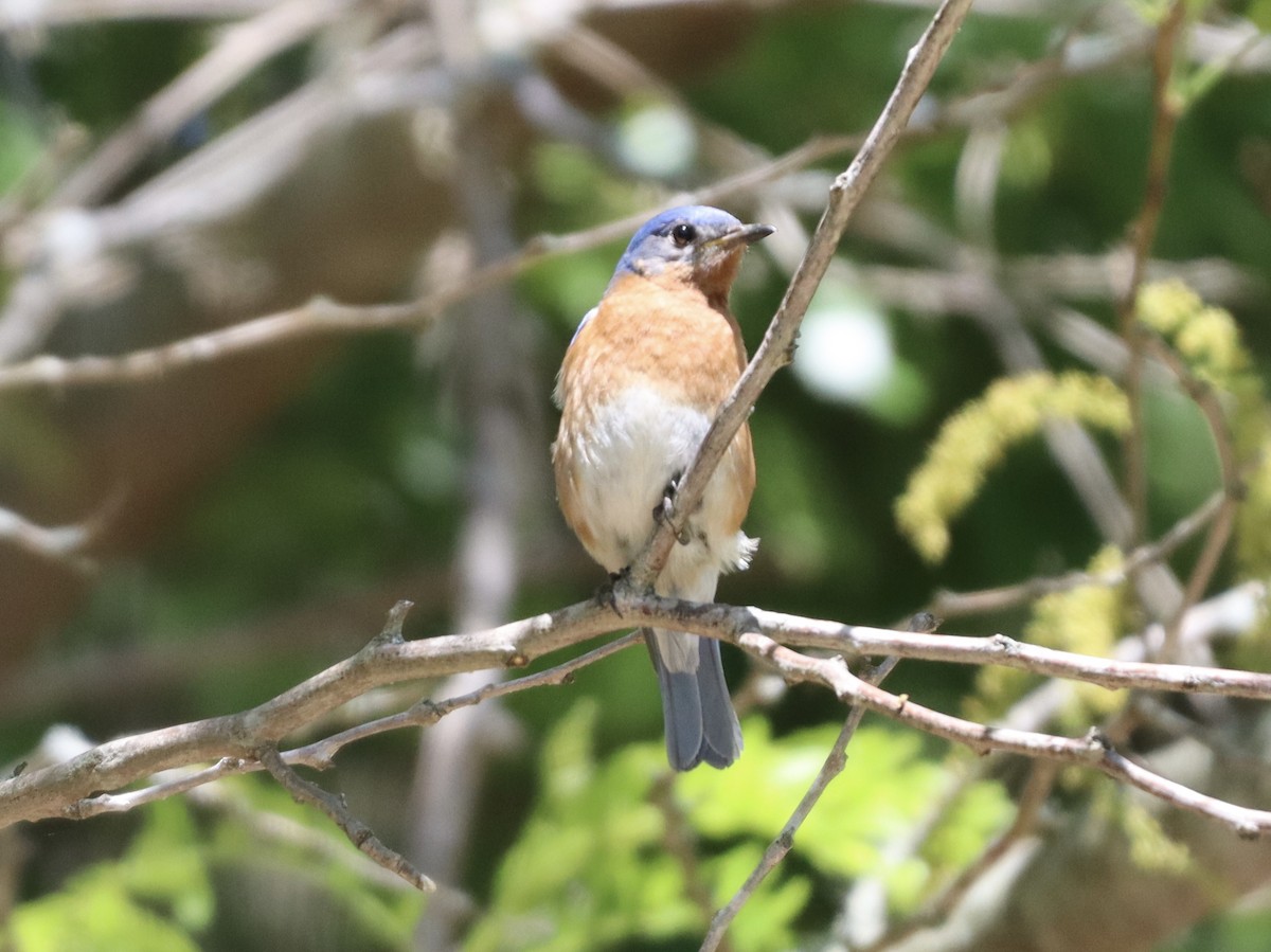 Eastern Bluebird - ML618796432