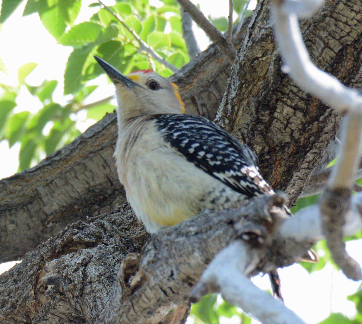 Golden-fronted Woodpecker - ML618796439