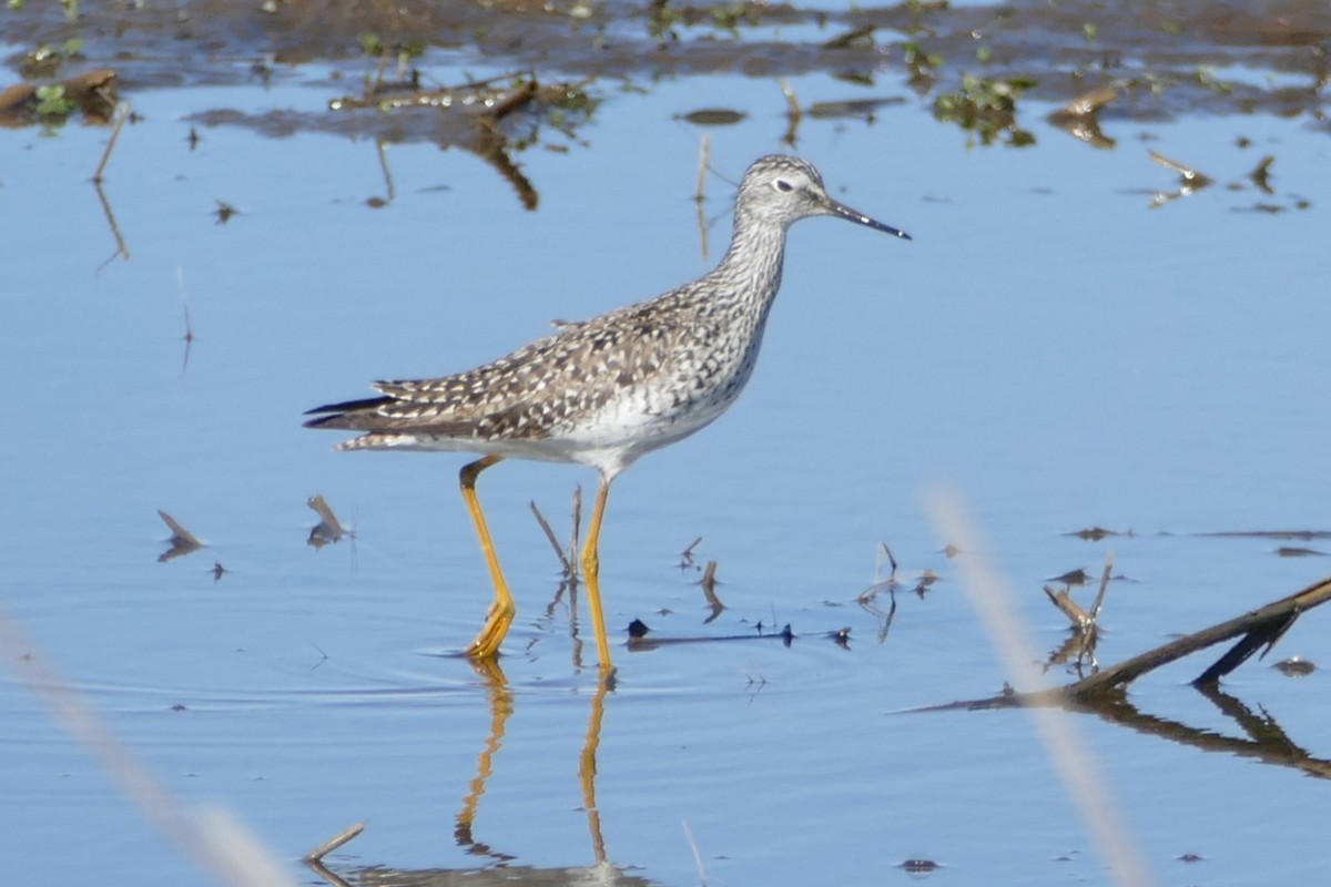 Lesser Yellowlegs - ML618796441