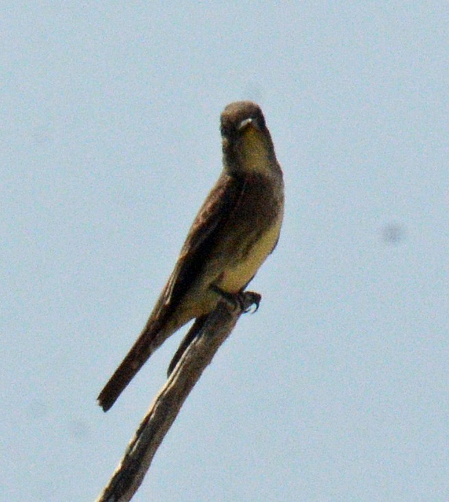 Olive-sided Flycatcher - ML618796447