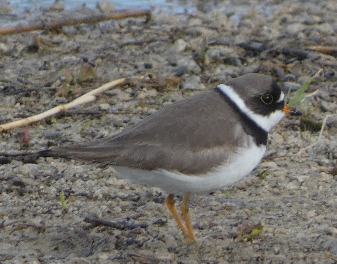 Semipalmated Plover - ML618796451