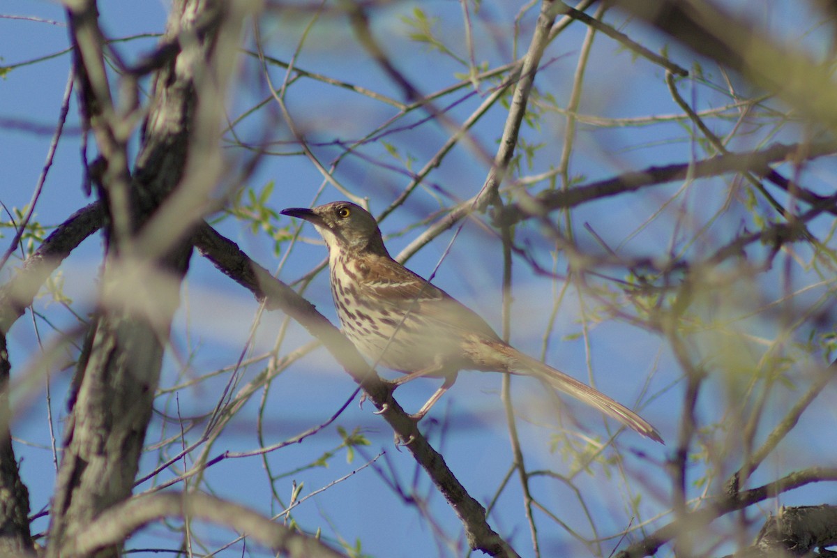 Brown Thrasher - Elliot Kinnear