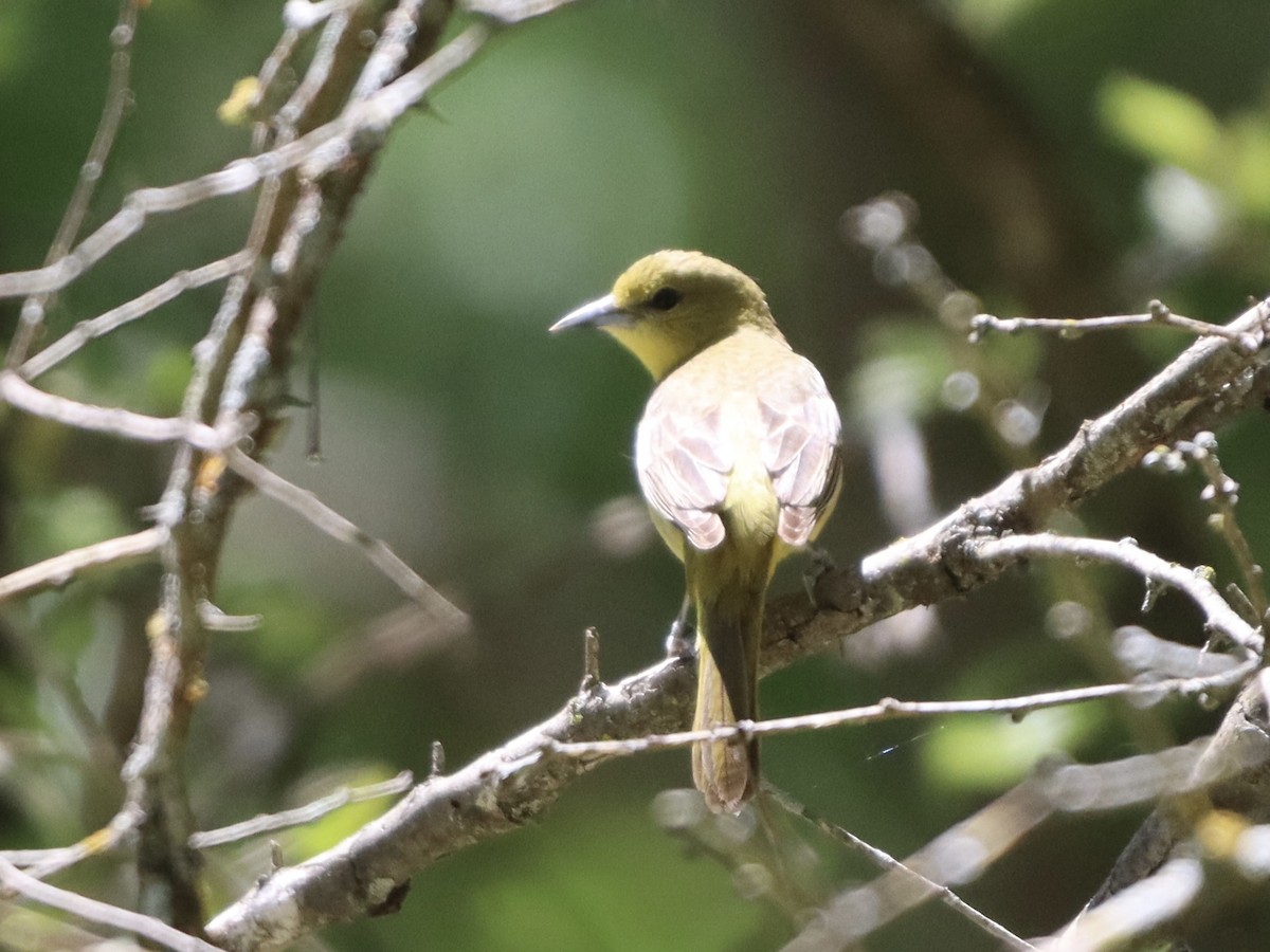 Orchard Oriole - ML618796454