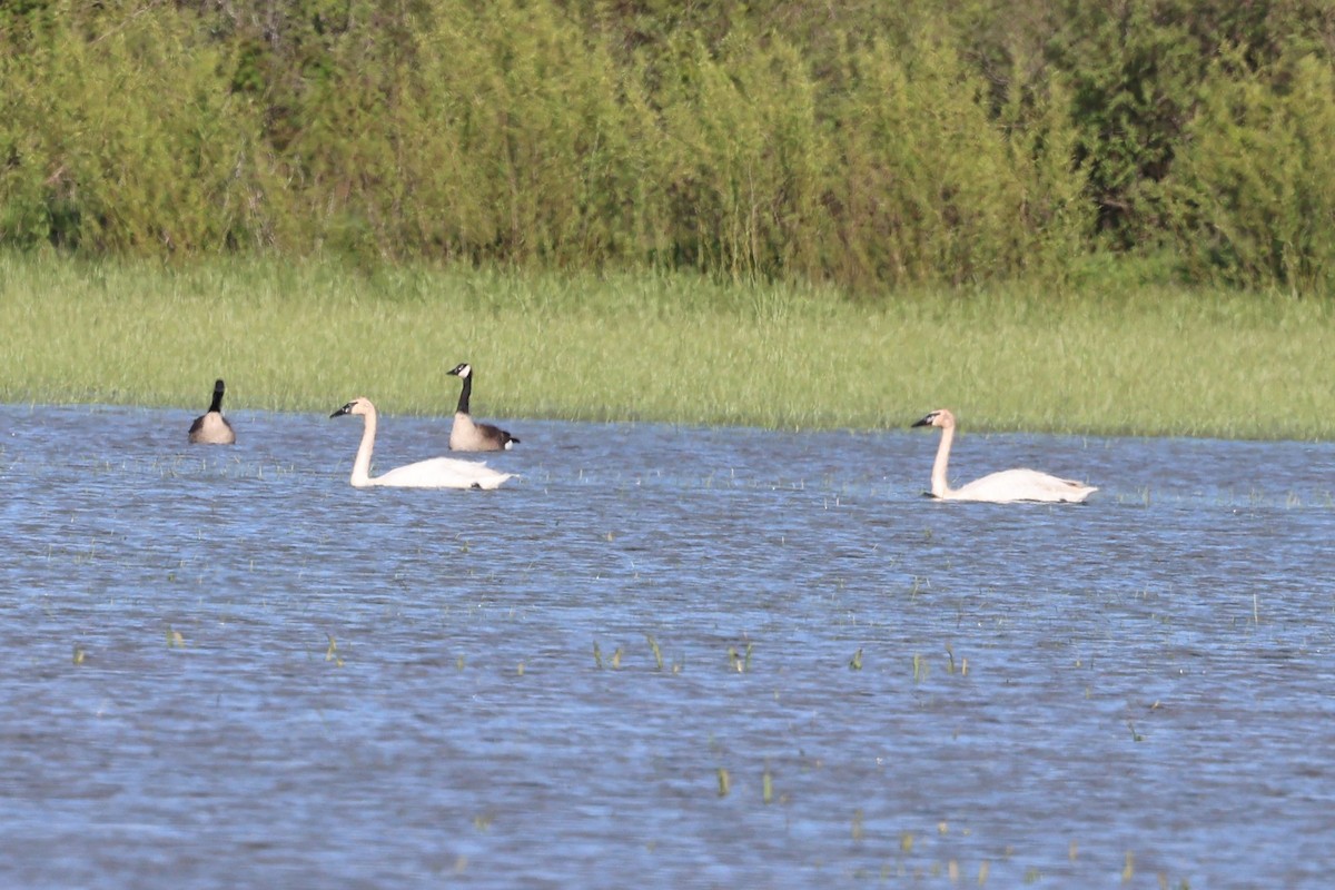 Trumpeter Swan - Peter Veighey