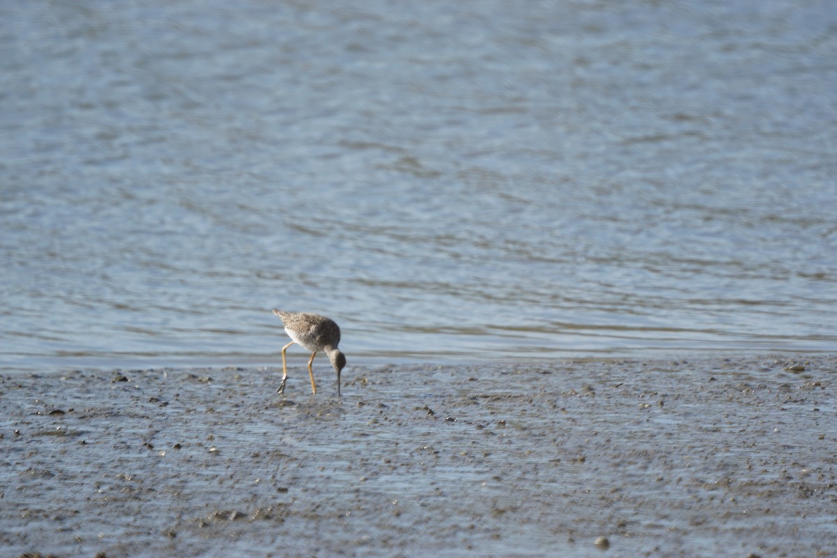 Lesser Yellowlegs - Theresa Foster