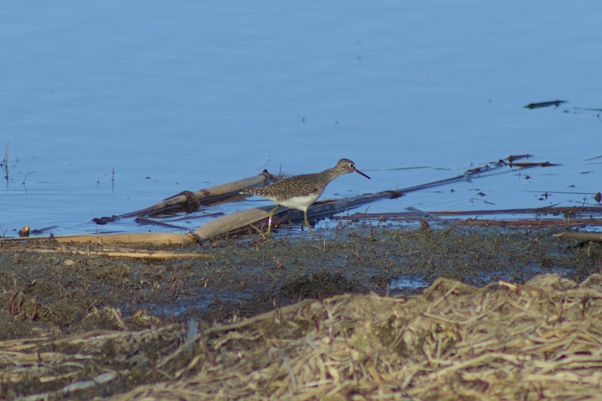 Solitary Sandpiper - ML618796478