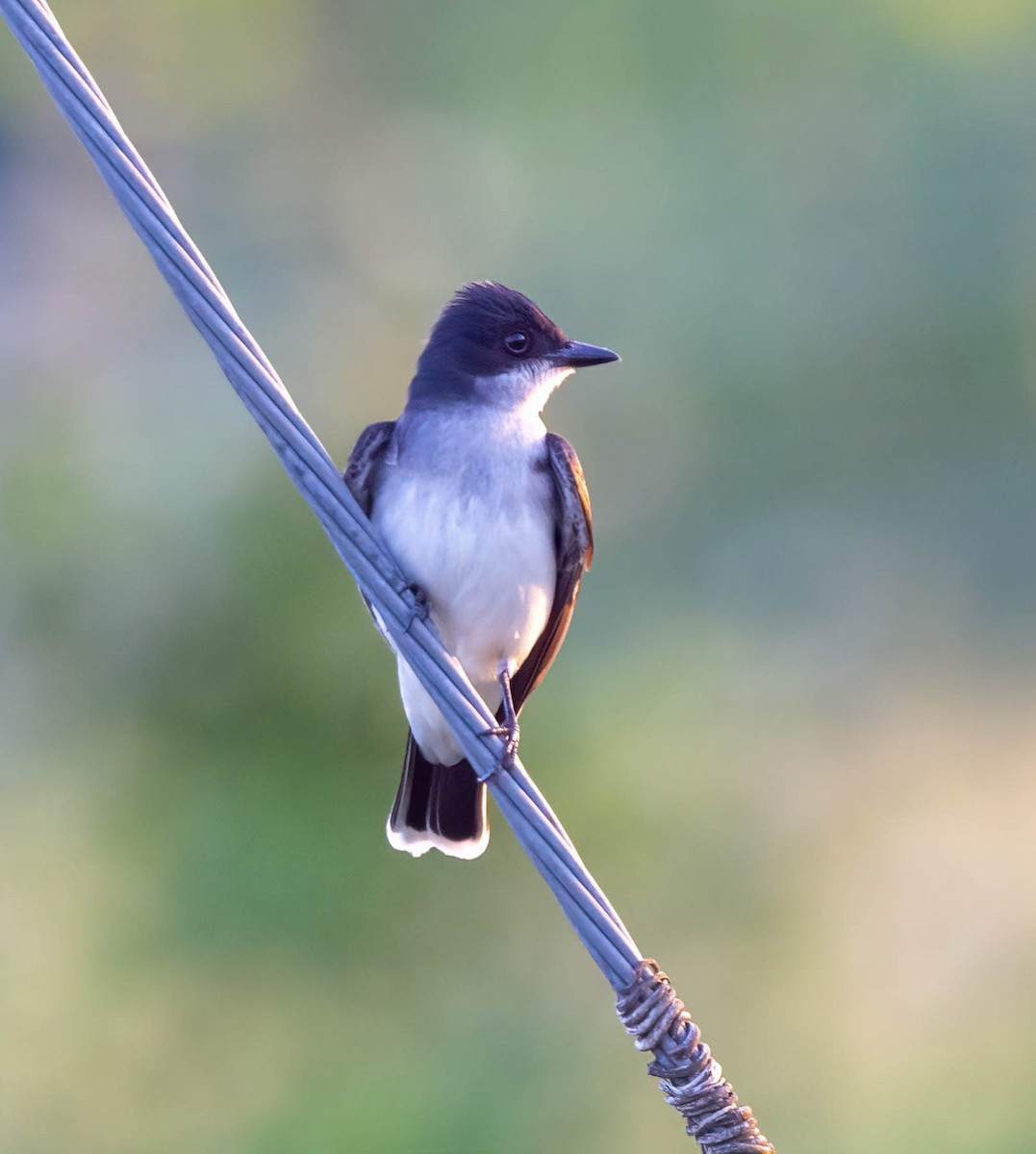 Eastern Kingbird - Eric Bodker