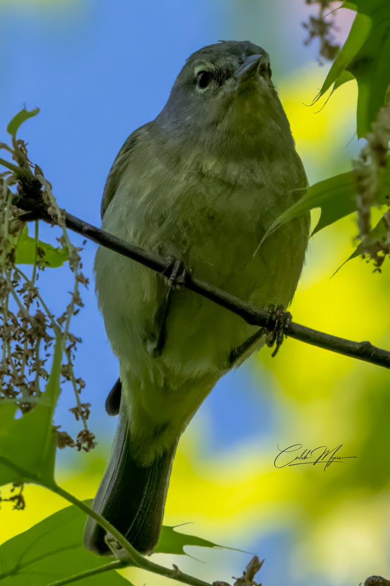 Tennessee Warbler - Caleb Myers