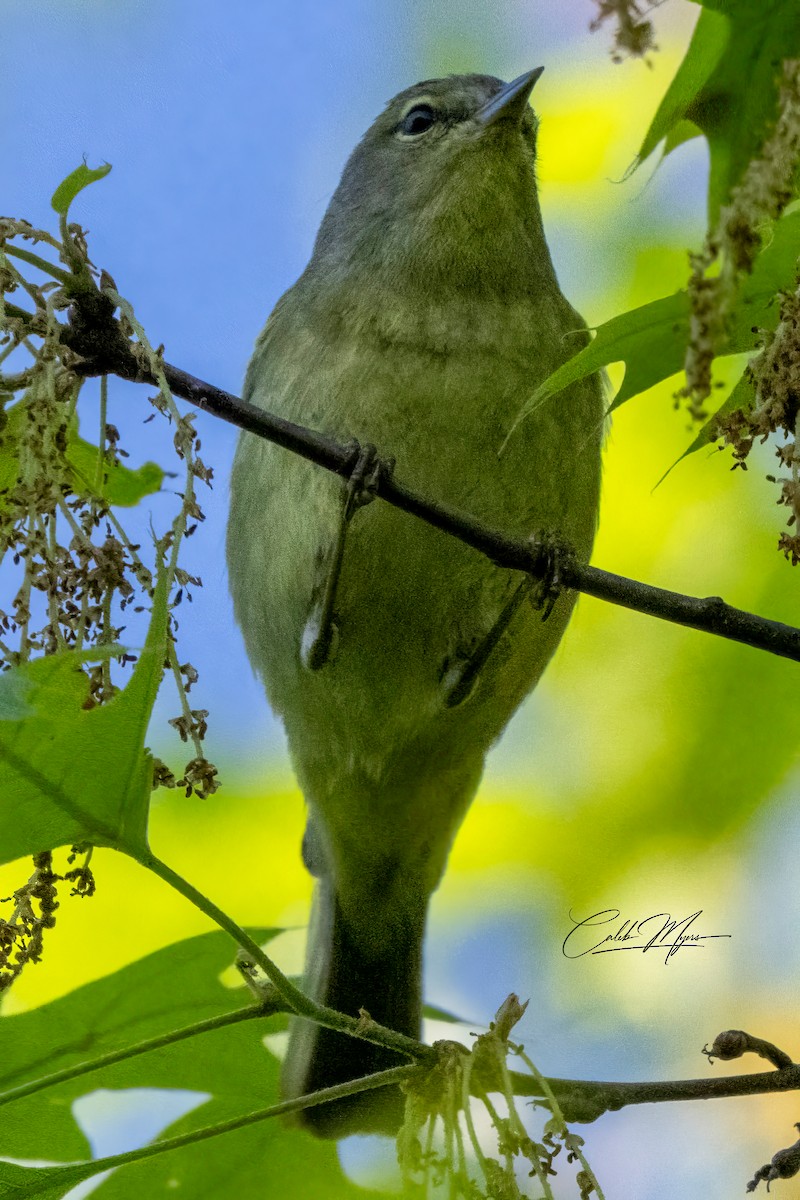 Tennessee Warbler - ML618796489