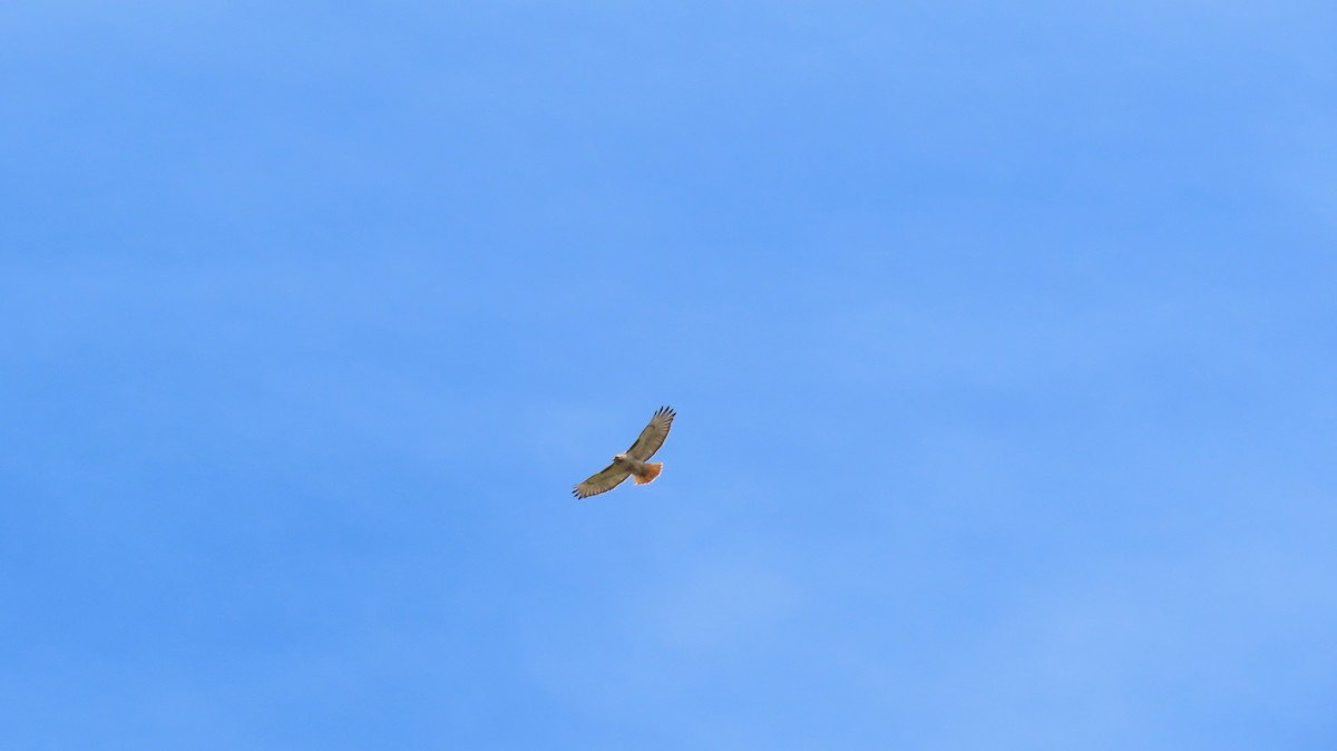 Red-tailed Hawk - Nathalie L. COHL 🕊