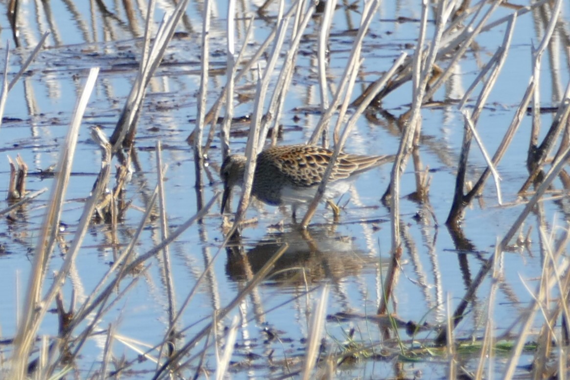 Bécasseau à poitrine cendrée - ML618796492