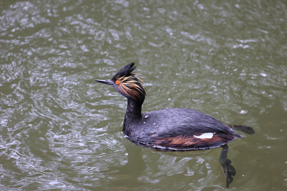 Eared Grebe - Ann Stockert