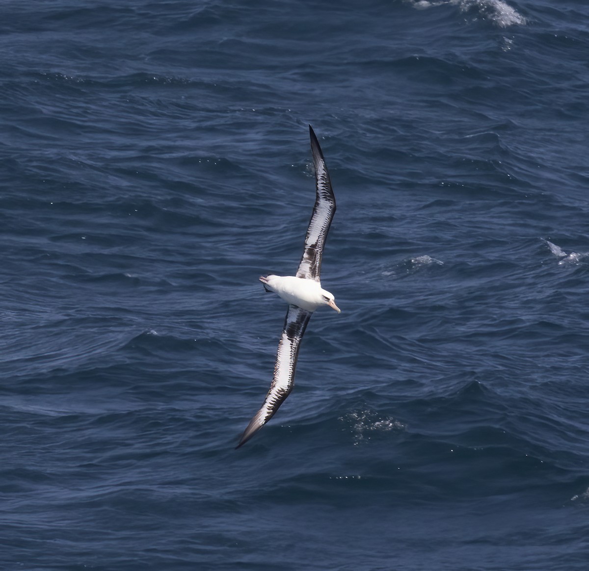 Laysan Albatross - Gary Rosenberg