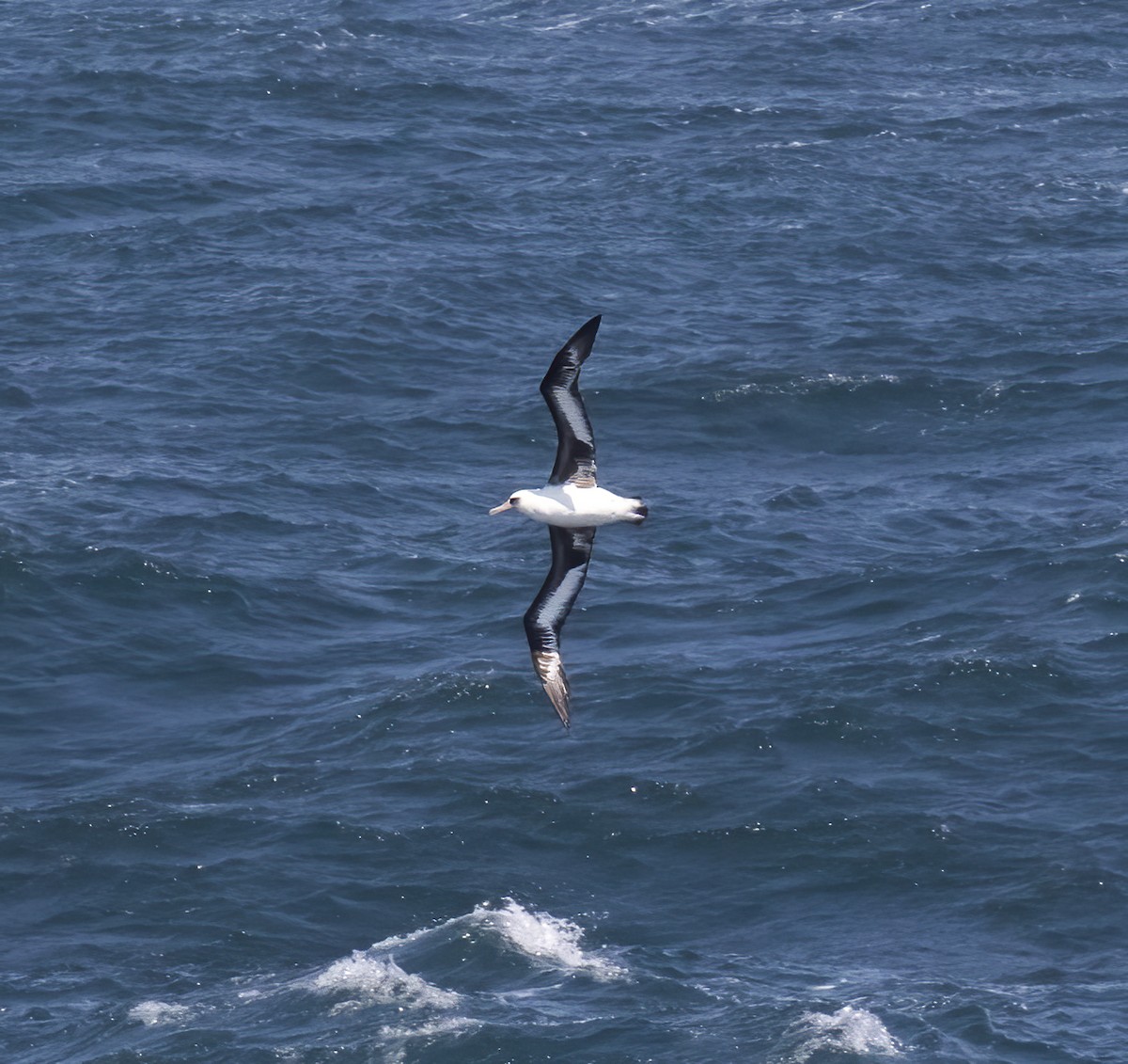 Laysan Albatross - Gary Rosenberg