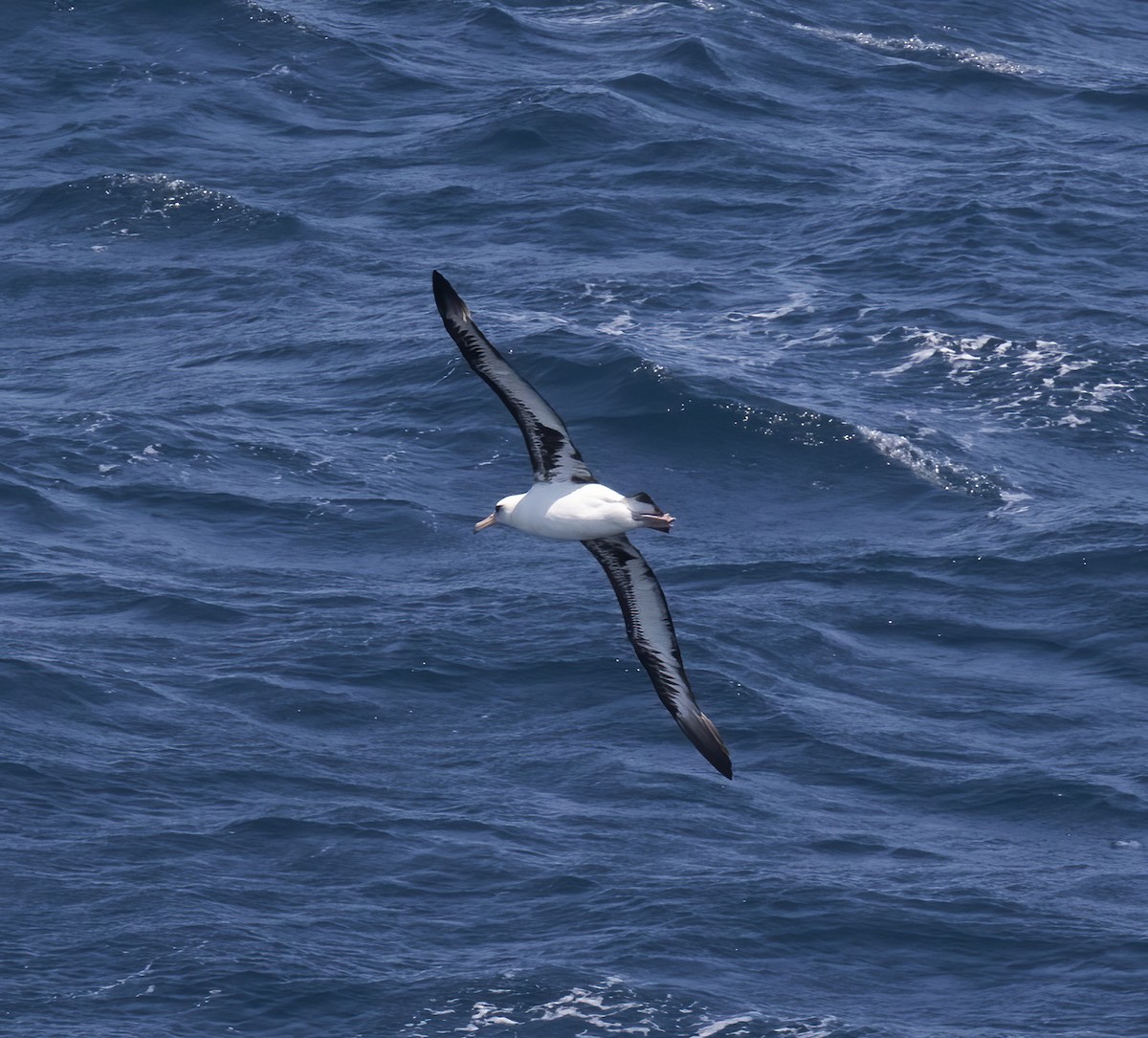 Laysan Albatross - Gary Rosenberg