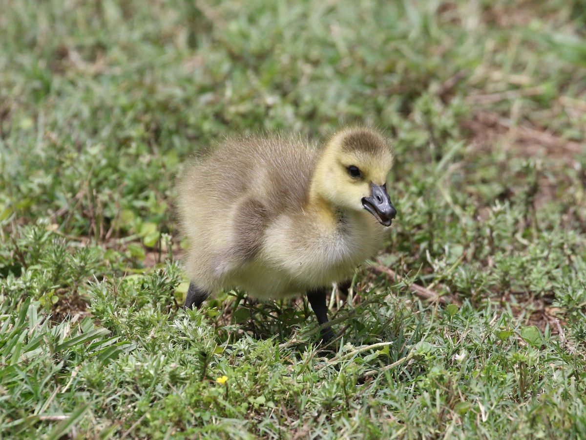 Canada Goose - Steve Calver