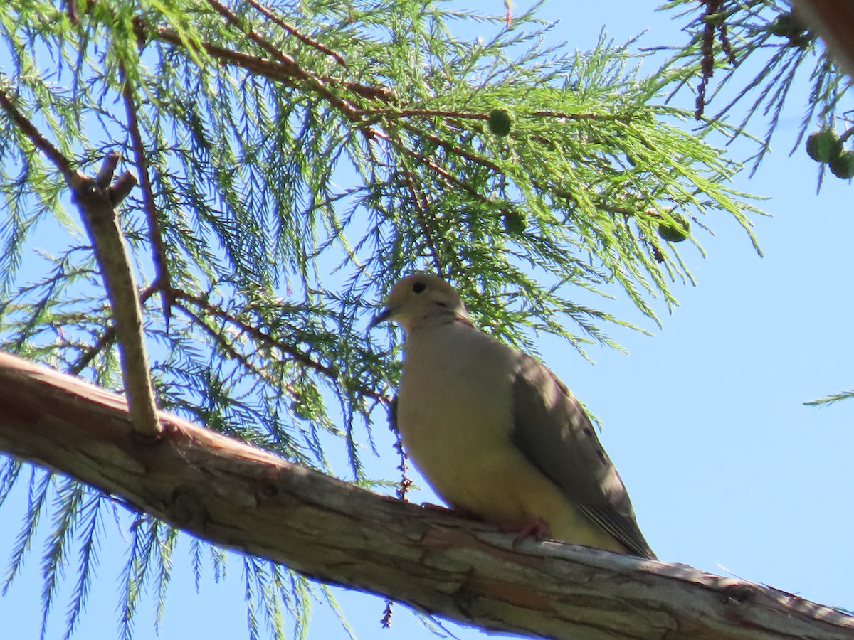 Mourning Dove - ML618796532