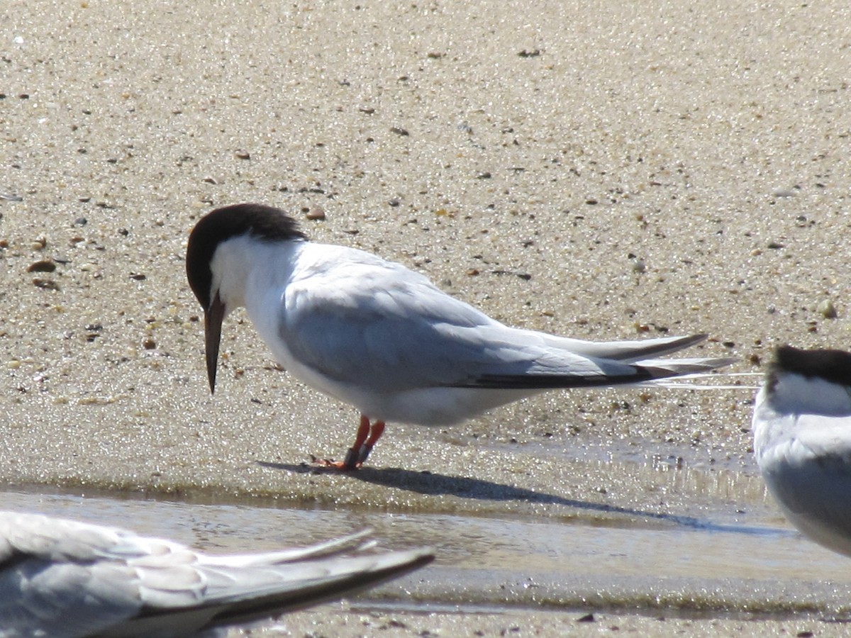 Roseate Tern - Sabrina Hepburn