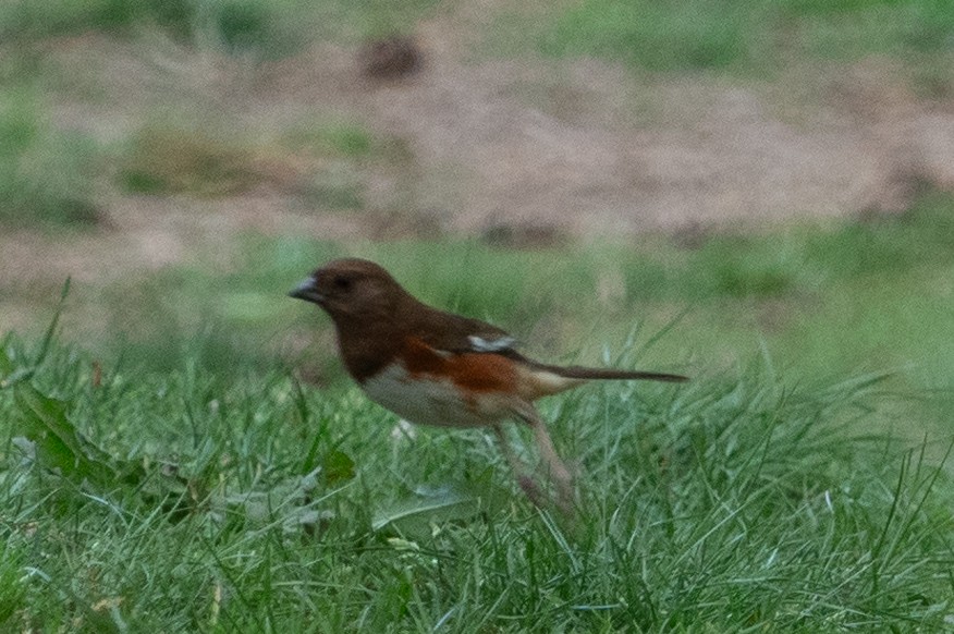 Eastern Towhee - ML618796578