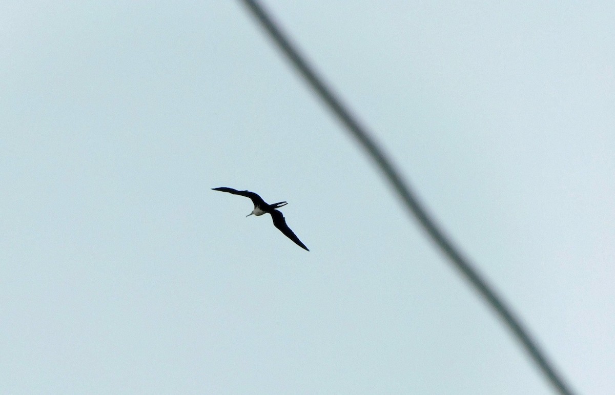 Magnificent Frigatebird - Kathy Rhodes