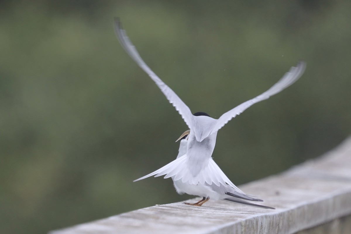 Least Tern - Ann Stockert