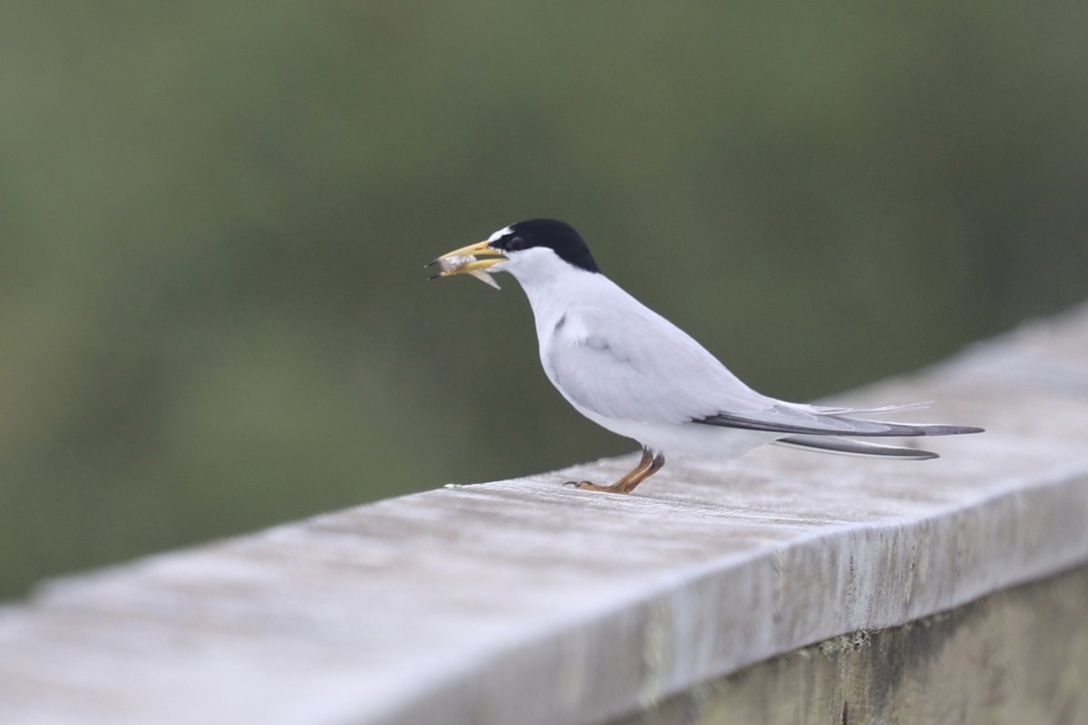 Least Tern - Ann Stockert