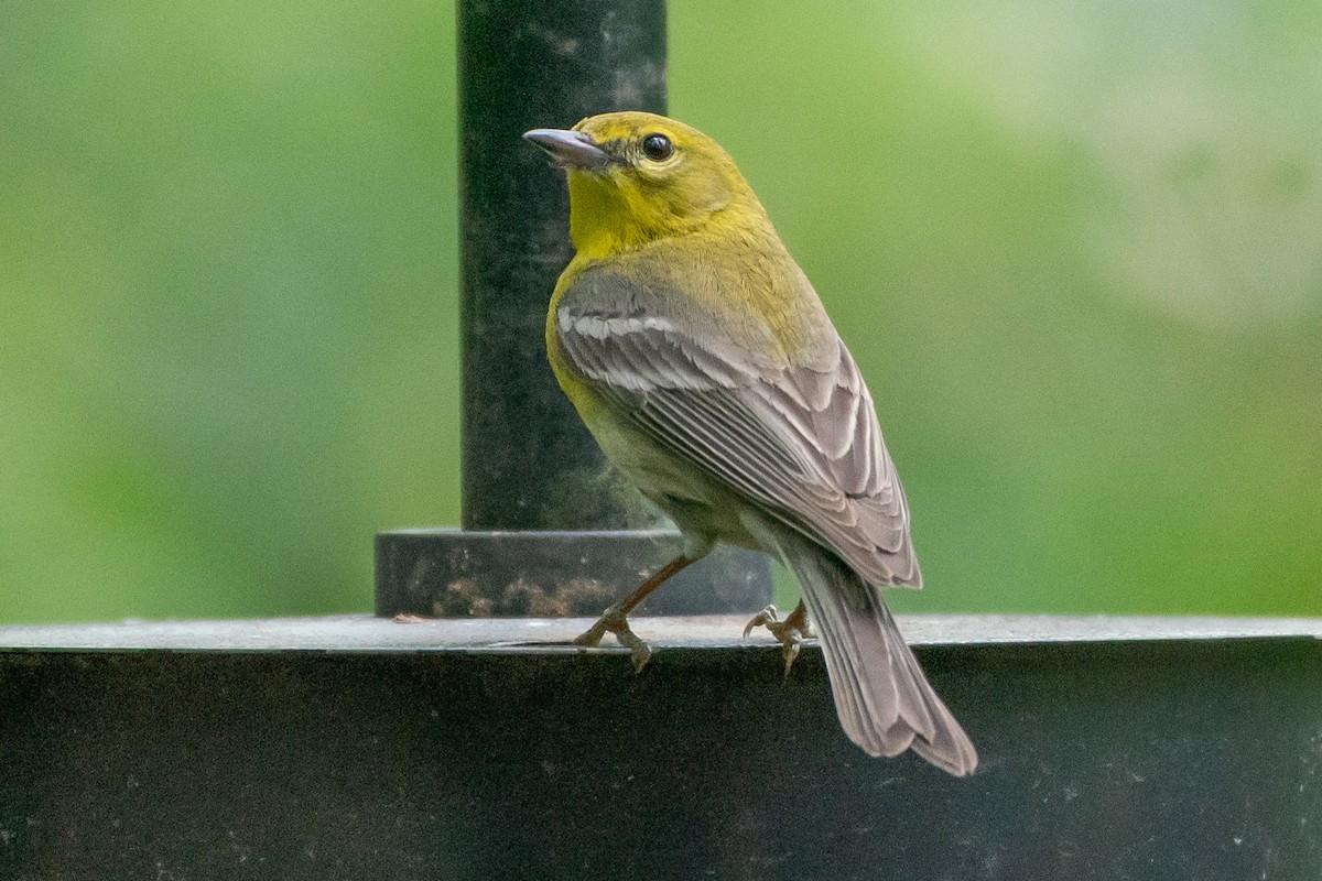 Pine Warbler - Marcy Carpenter