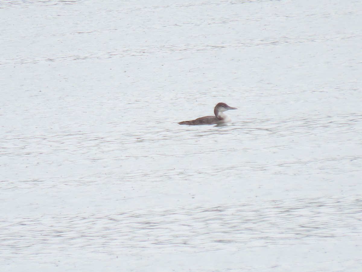 Common Loon - Jo Spilde