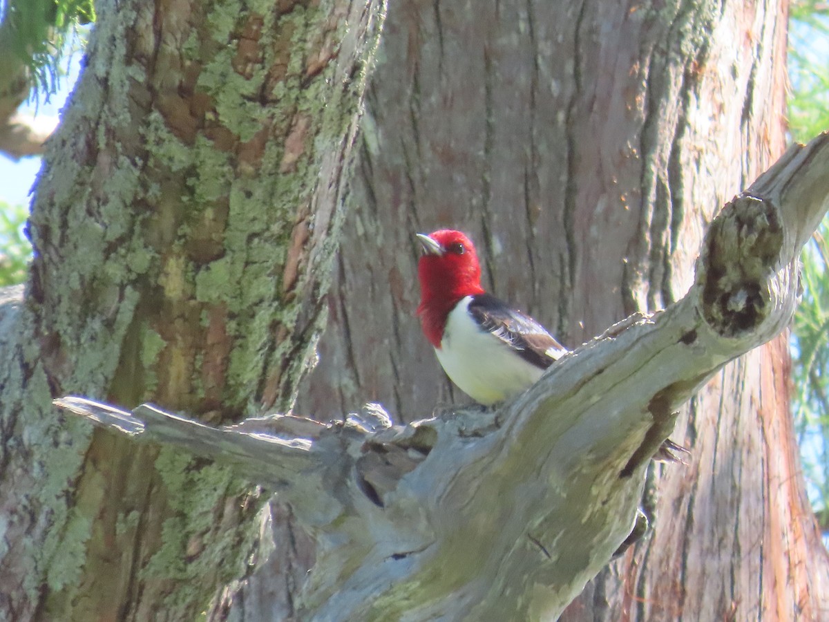 Red-headed Woodpecker - ML618796635