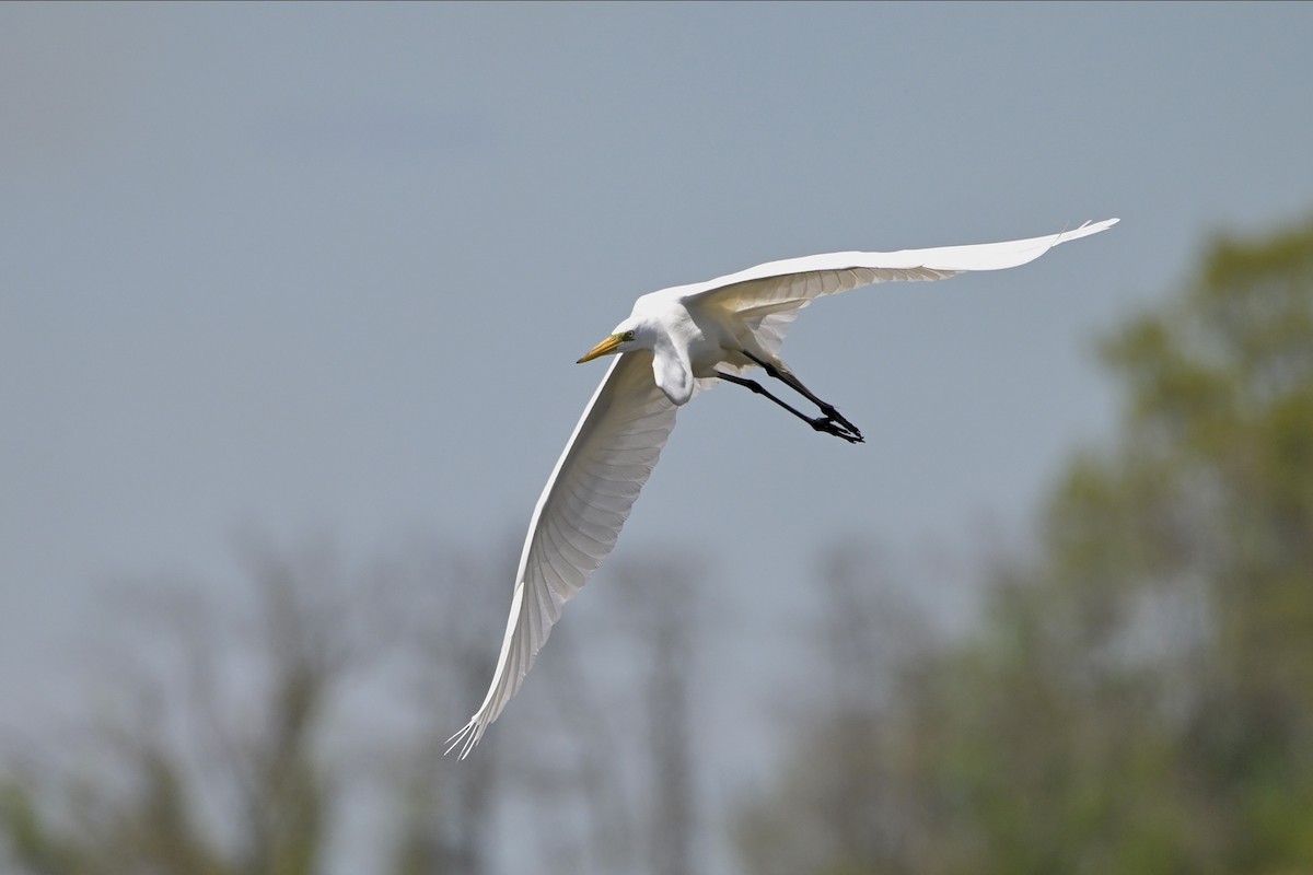 Great Egret - Josiah Santiago