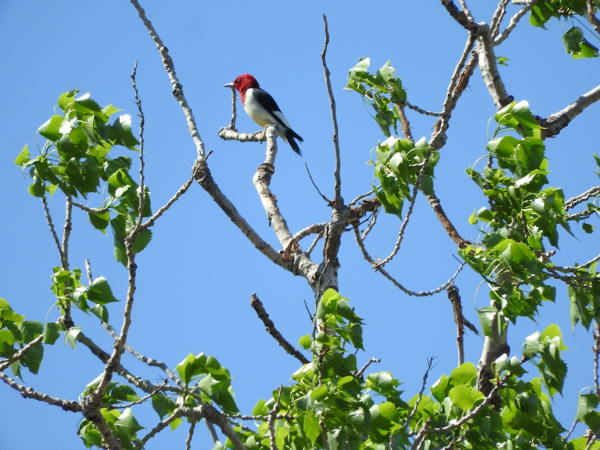 Red-headed Woodpecker - Diane Thomas