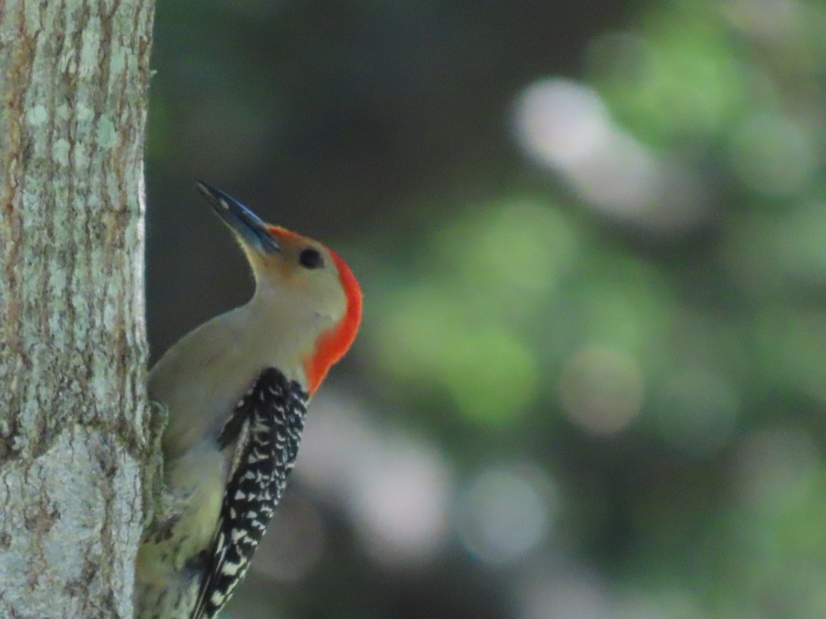 Red-bellied Woodpecker - ML618796672