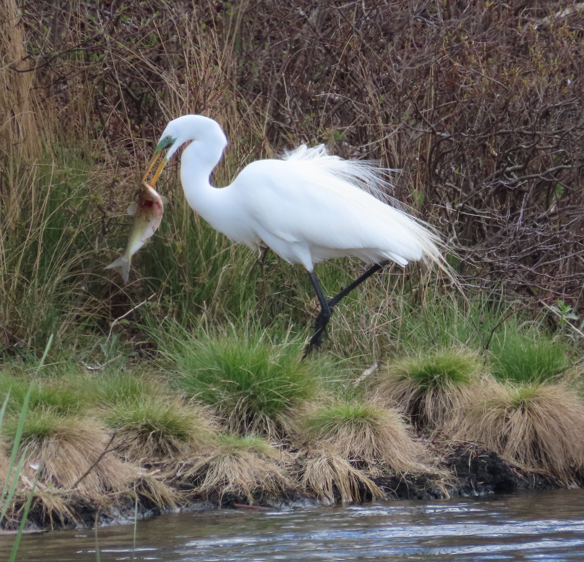 Great Egret - Trish Pastuszak