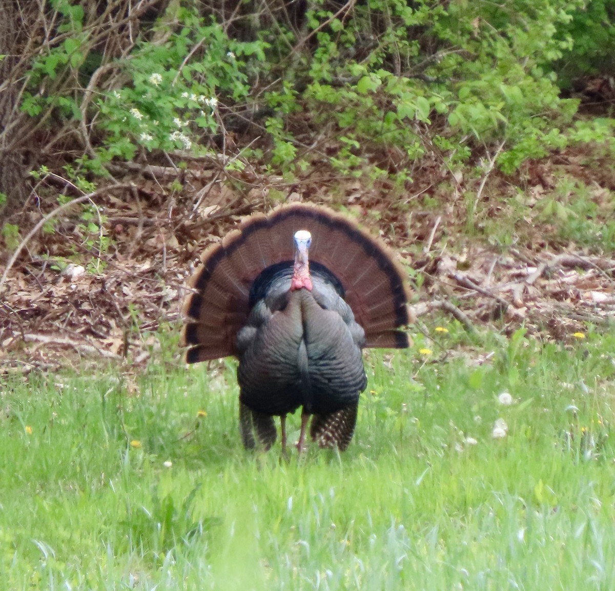 Wild Turkey - ML618796689