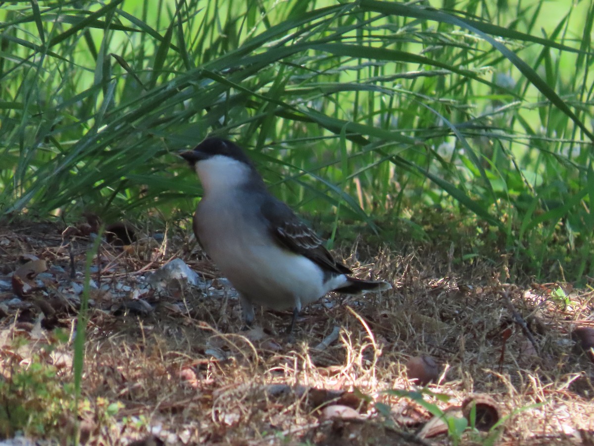 Eastern Kingbird - ML618796692