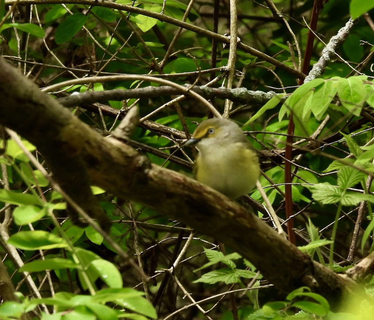 White-eyed Vireo - Candy Giles