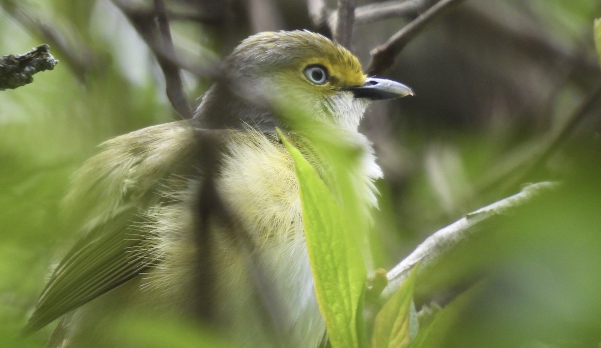 White-eyed Vireo - Candy Giles