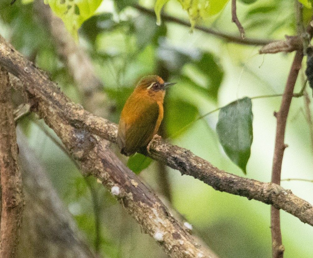 White-browed Piculet - Lindy Fung