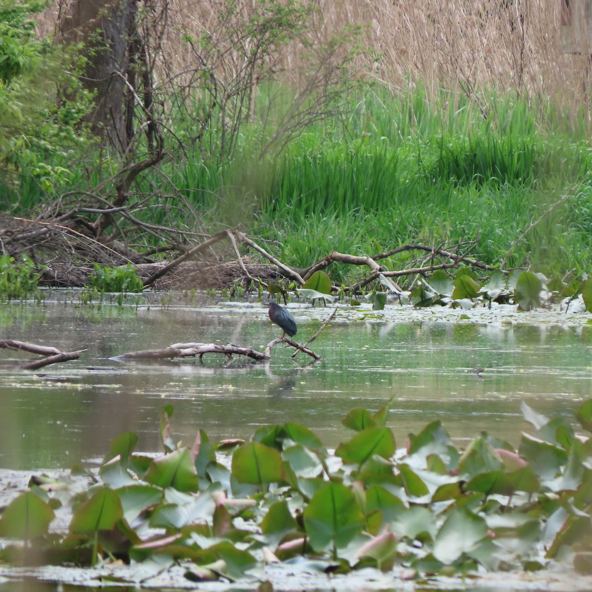 Green Heron - Laurie Reynolds