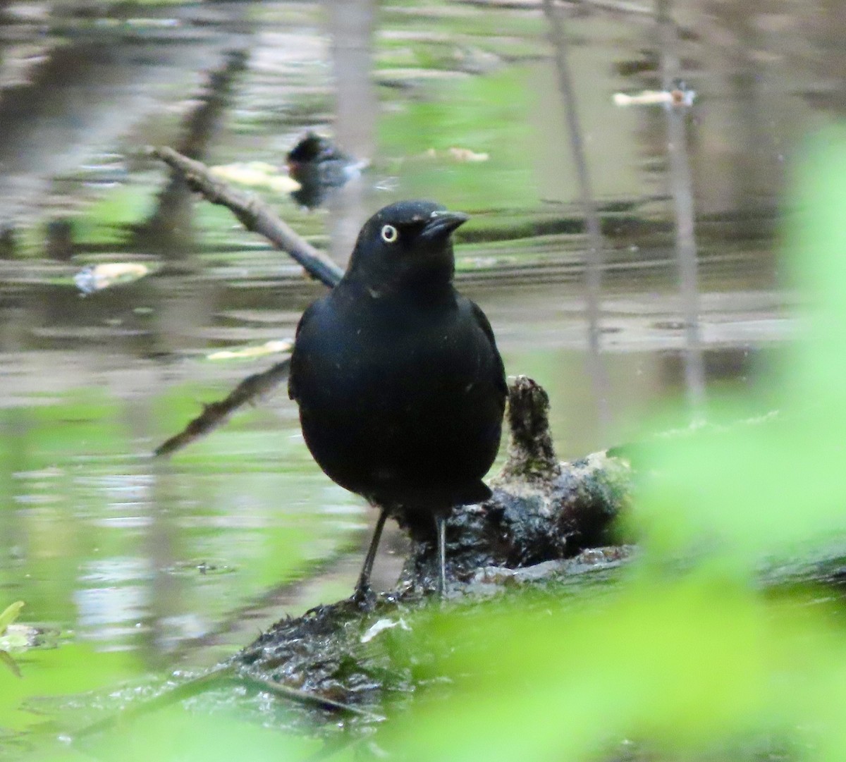 Rusty Blackbird - ML618796738