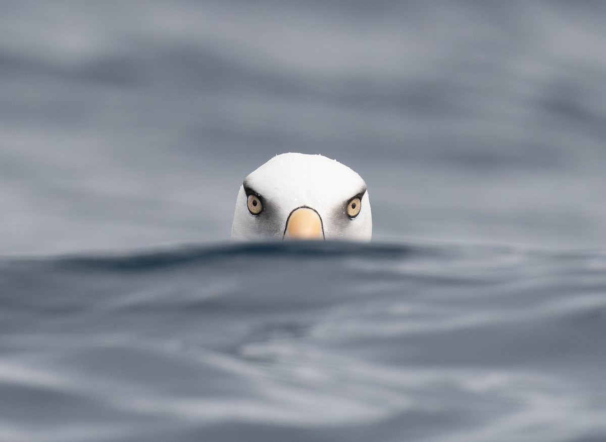 Black-browed Albatross (Campbell) - Miguel  Mejias