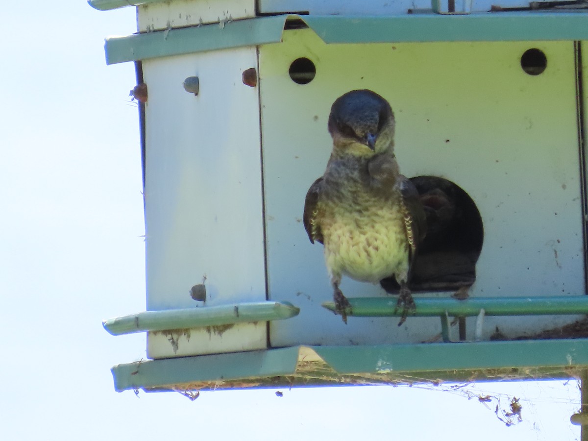 Purple Martin - ML618796750