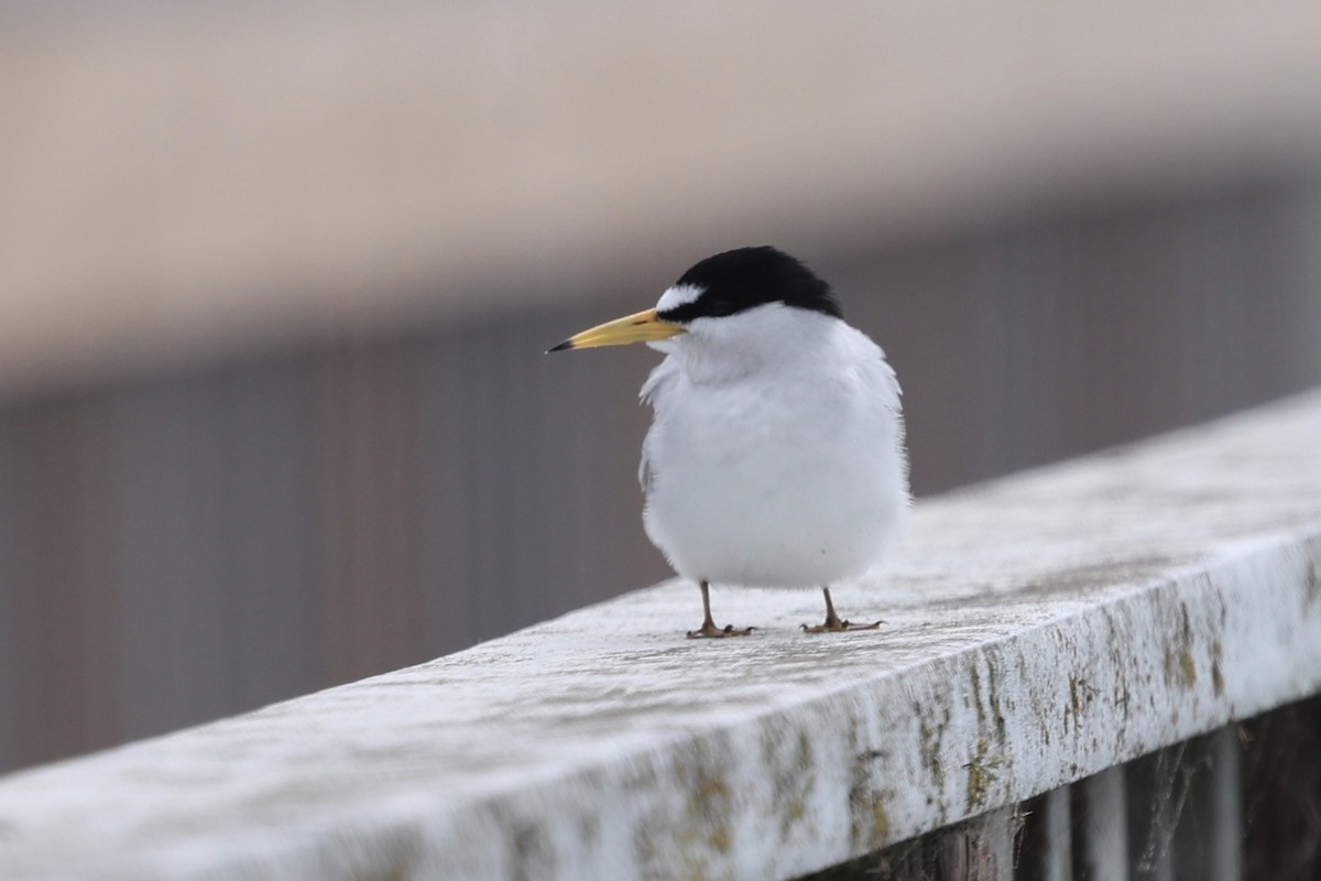 Least Tern - Ann Stockert