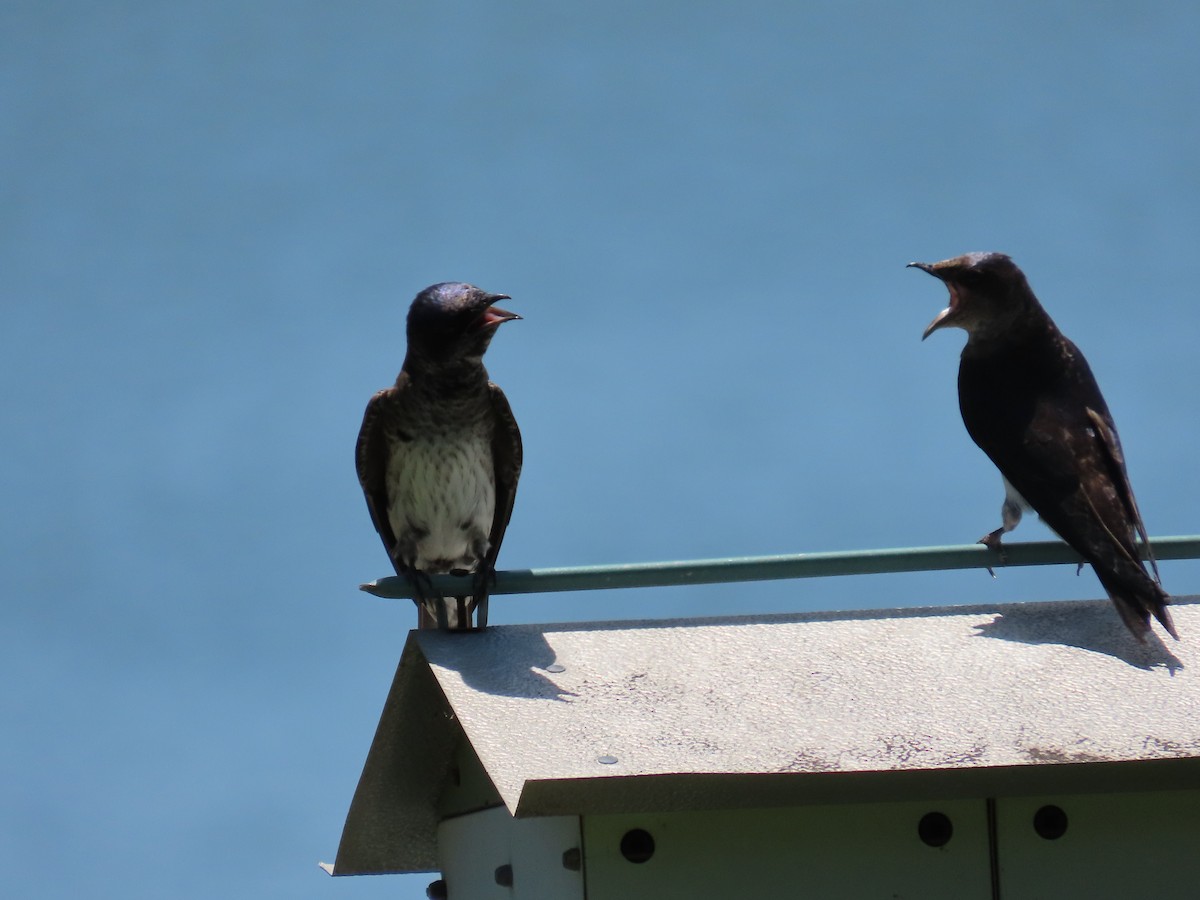 Purple Martin - ML618796757