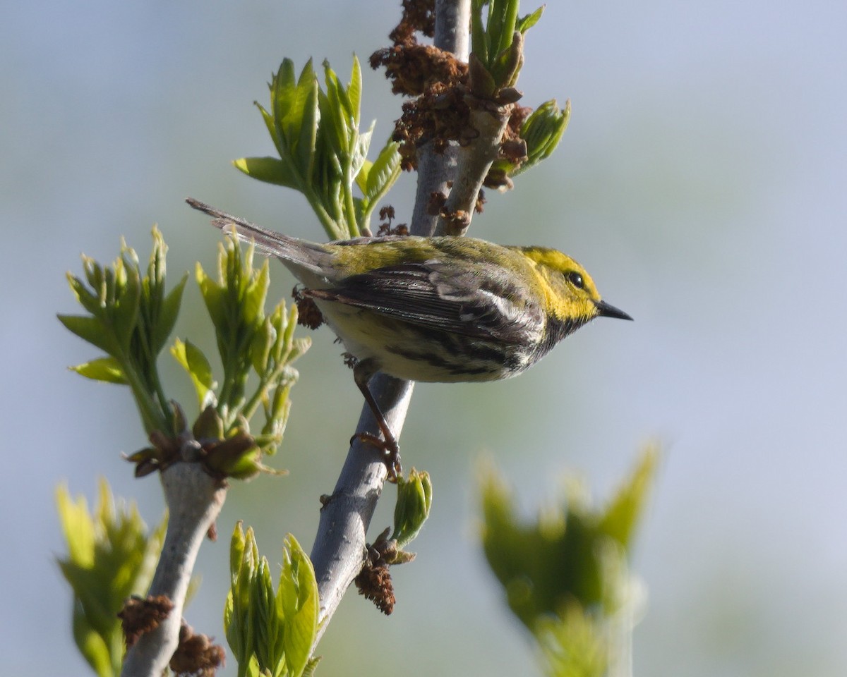 Black-throated Green Warbler - Ernest Crvich