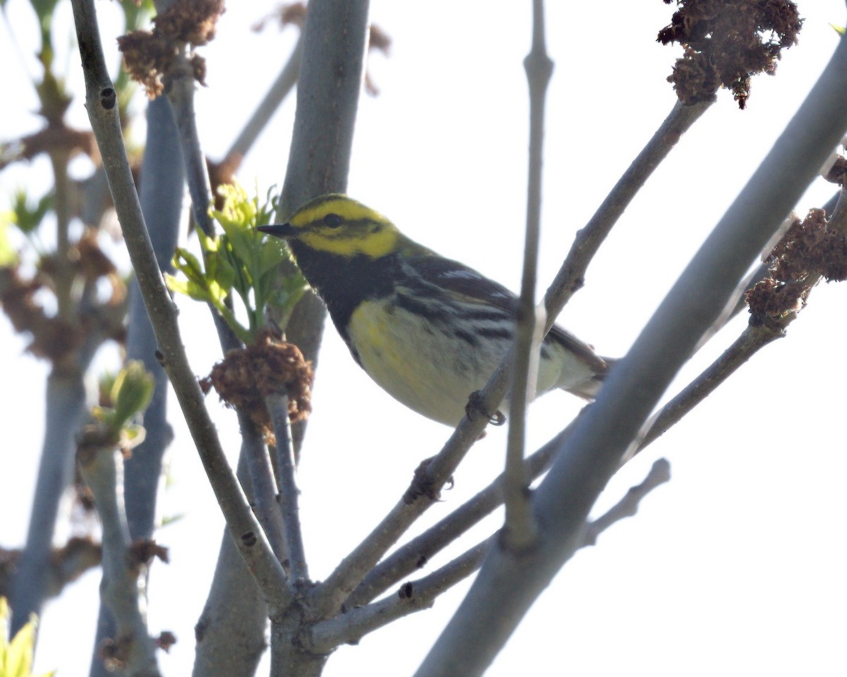 Black-throated Green Warbler - Ernest Crvich