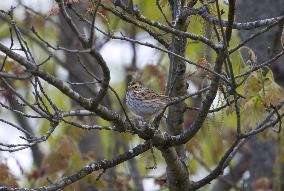 Savannah Sparrow - Toshia McCabe