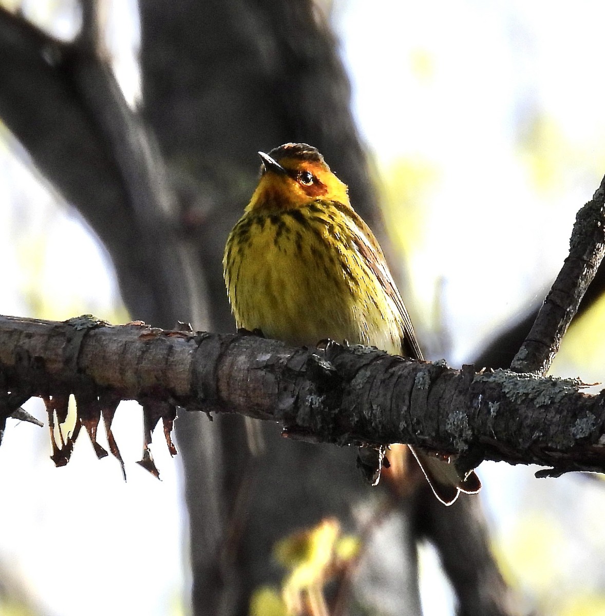 Cape May Warbler - Candy Giles