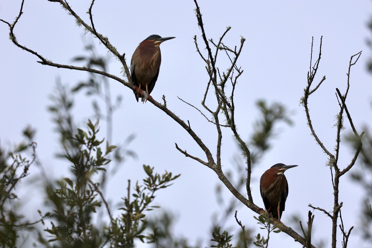 Green Heron - Ann Stockert