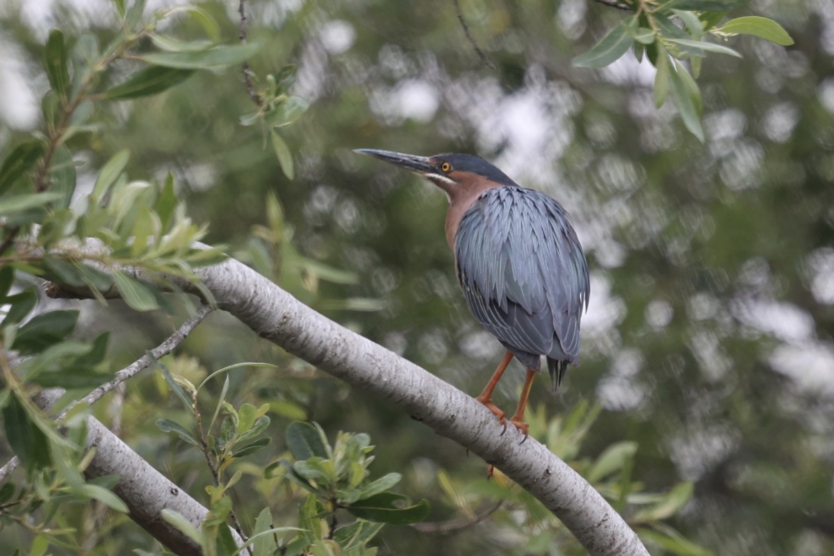 Green Heron - Ann Stockert